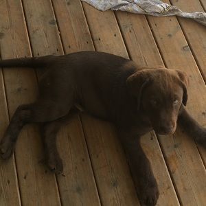 Meet your Posher, Callie